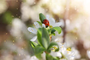 Ladybirdon Spring Blossom Wallpaper