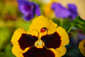 Ladybirdon Yellow Pansy Flower Wallpaper