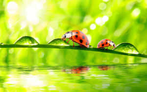 Ladybirdson Dewy Leaf Wallpaper