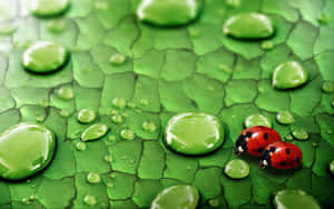 Ladybirdson Dewy Leaf Wallpaper