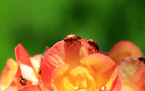 Ladybirdson Orange Blossom Wallpaper