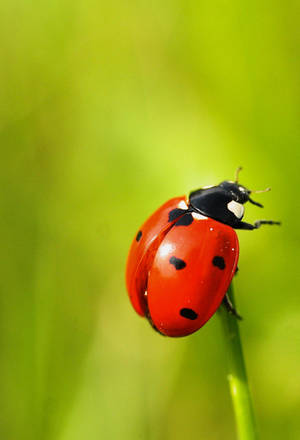 Ladybug Beetle Herbivore Insect Wallpaper