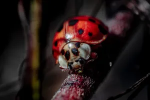 Ladybug Beetle Omnivorous Insect Wallpaper
