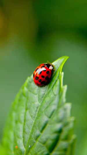 Ladybug Iphone - A Perfectly Unique Combination Wallpaper