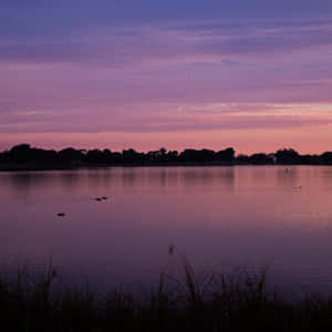 Lake Hamilton Purple Sunset Wallpaper