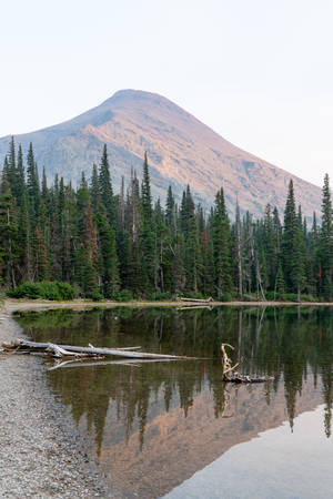 Lake Shoreline And Trees In Montana Iphone Wallpaper