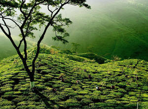 Lakkatura Tea Garden Wallpaper