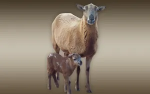 Lamb And Adult Sheep Brown Aesthetic Gradient Wallpaper