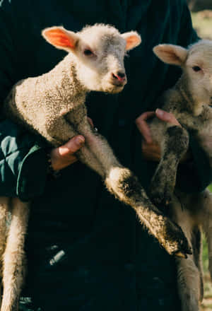 Lamb_ Held_by_ Person Wallpaper