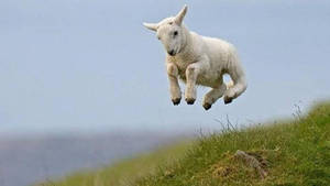 Lamb Jumping Mid-air On Grass Field Wallpaper