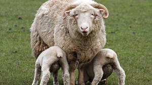 Lamb Pair With Adult Horned Sheep Wallpaper