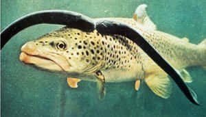 Lamprey Attachedto Trout Wallpaper