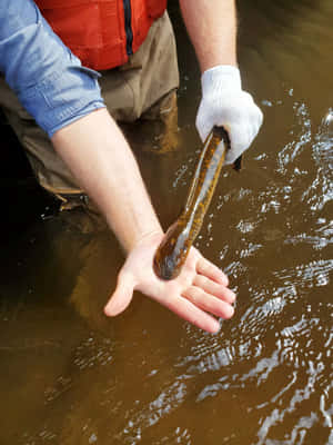 Lamprey Held By Researcher In Stream.jpg Wallpaper