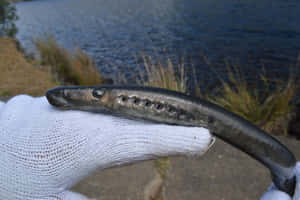 Lamprey_ Held_in_ Gloved_ Hand_by_ Water Wallpaper