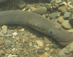 Lamprey_in_ Natural_ Habitat.jpg Wallpaper