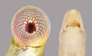 Lamprey Mouth Comparison Wallpaper