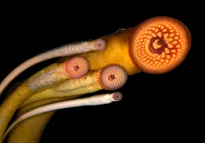 Lamprey Mouths Close Up Wallpaper