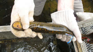 Lamprey Researchin Action Wallpaper