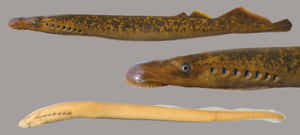 Lamprey Species Comparison Wallpaper