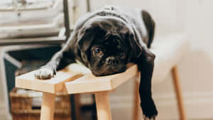 Languishing Black Pug Wallpaper