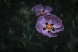 Languishing Pink Rock Rose Desktop Wallpaper