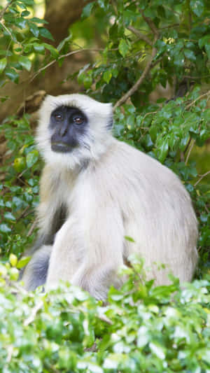 Langur_ Monkey_in_ Green_ Foliage.jpg Wallpaper