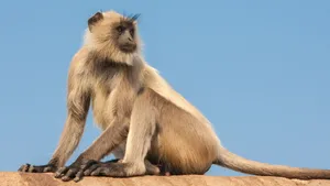 Langur_ Monkey_ Perched_ On_ Rock Wallpaper