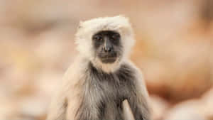 Langur Monkey Portrait Wallpaper