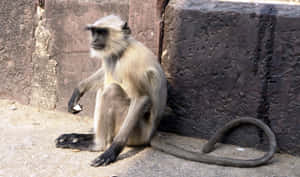 Langur_ Monkey_ Resting_ Against_ Wall Wallpaper