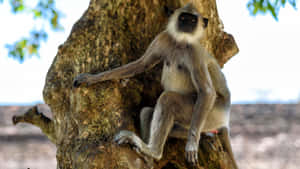 Langur Monkey Restingon Tree Wallpaper