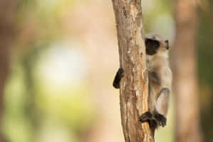 Langur Monkeyin Natural Habitat Wallpaper