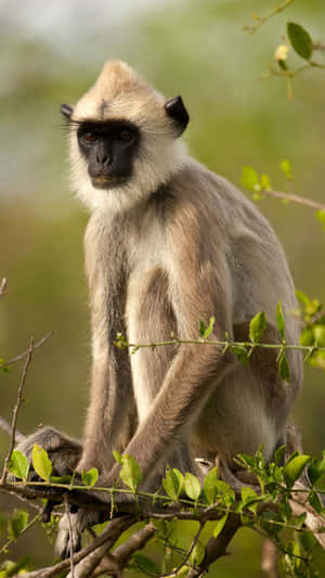 Langur Monkeyin Natural Habitat Wallpaper