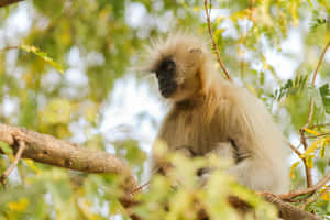 Langur Monkeyin Tree Wallpaper