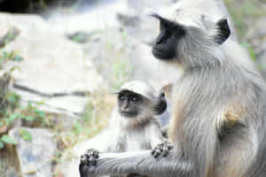 Langur_ Mother_and_ Infant Wallpaper