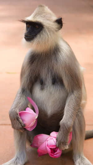 Langur_with_ Lotus_ Flowers Wallpaper