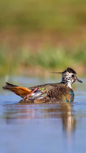 Lapwing Bathingin Water.jpg Wallpaper