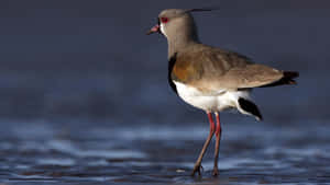 Lapwing Bird Standing Waterside.jpg Wallpaper