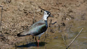 Lapwing Birdby Water's Edge Wallpaper