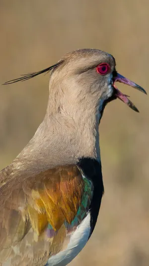 Lapwing Close Up Portrait Wallpaper
