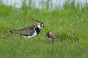 Lapwing Parentand Chickin Grass Wallpaper