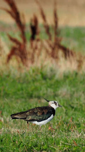 Lapwingin Grassland Wallpaper