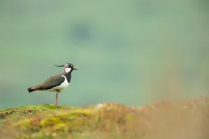 Lapwingin Natural Habitat.jpg Wallpaper