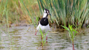 Lapwingin Wetland Habitat.jpg Wallpaper