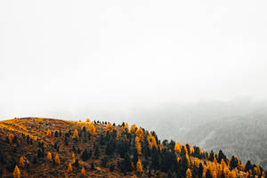 Larch Fall Desktop Wallpaper