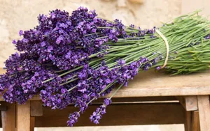 Large Bundle Of Lavender Desktop Wallpaper