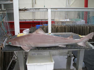 Large Dogfishon Table Wallpaper