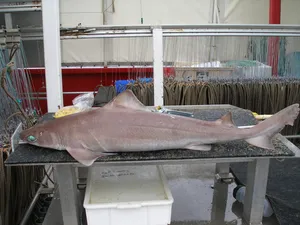 Large Dogfishon Table Wallpaper