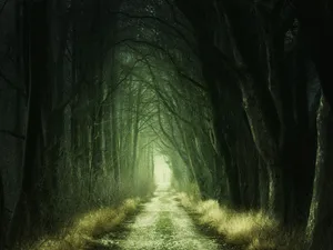 Large Healthy Green Pine Tree In A Summer Time Forest Wallpaper