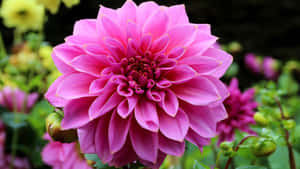 Large Pink Perennial Flower Wallpaper