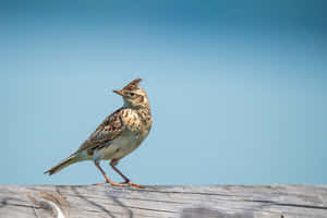 Larkon Wooden Beam Wallpaper